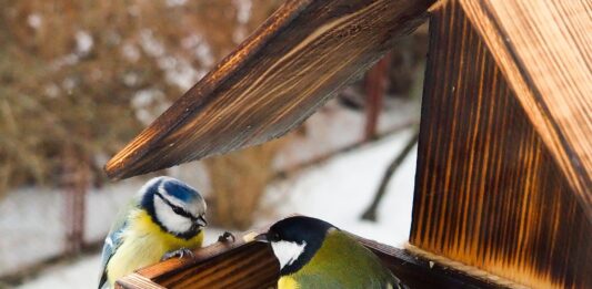 Czy i jak dokarmiać ptaki oraz zwierzęta leśne zimą?