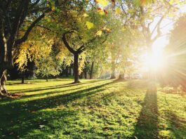 Park Biskupiński – symbol wrocławskiego umiłowania zieleni