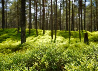 W centrum Wrocławia powstanie pierwszy mikrolas! Ponad 600 sadzonek na Przedmieściu Świdnickim