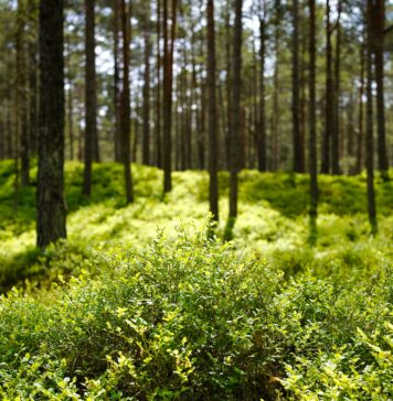 W centrum Wrocławia powstanie pierwszy mikrolas! Ponad 600 sadzonek na Przedmieściu Świdnickim