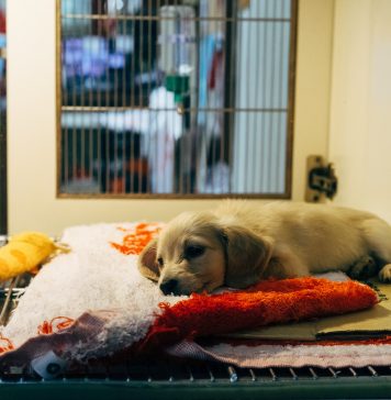 Wrocławskie Schronisko prosi o koce dla zwierzaków. Pilna akcja!