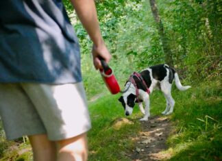 Psia kupa na deser? Na Nadodrzu rusza druga odsłona akcji „Dekupaż”