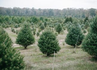 A gdyby wynająć… choinkę? Dzięki Volvo jest to możliwe!