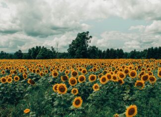 Ta akcja poruszyła internet. Zobaczyła pole pełne słoneczników i pomogła gospodarzowi je uratować