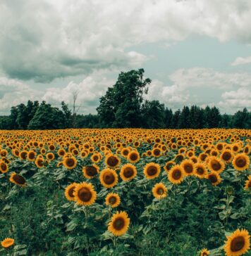 Ta akcja poruszyła internet. Zobaczyła pole pełne słoneczników i pomogła gospodarzowi je uratować