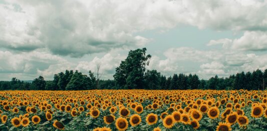Ta akcja poruszyła internet. Zobaczyła pole pełne słoneczników i pomogła gospodarzowi je uratować