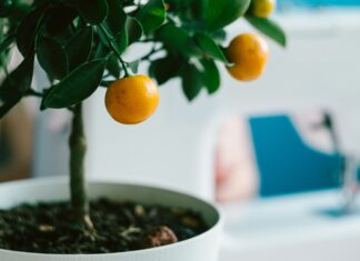 Ekopiknik na Legnickiej: Wymień elektrośmieci na drzewka owocowe