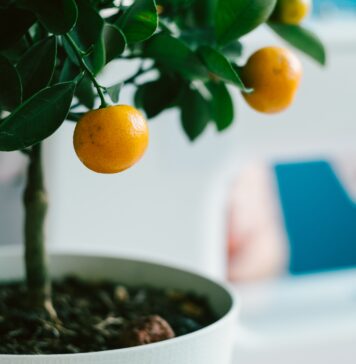 Ekopiknik na Legnickiej: Wymień elektrośmieci na drzewka owocowe