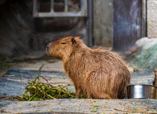 Mieszkańcy wrocławskiego zoo: Poznajcie kapibarę (wrocławiarę)