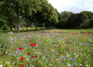 Łąki zamiast trawników – czyli #EKOszenie po wrocławsku