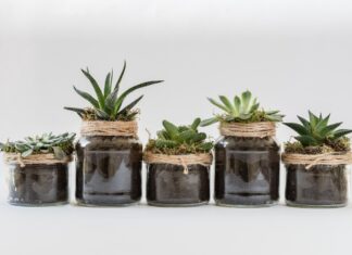 Wymiana idealna na wiosnę: Odbierz sadzonki roślin za odpady (butelki, nakrętki, elektrośmieci)