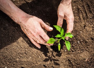 Projekt Grow Green rusza we Wrocławiu