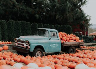 We Wrocławiu znów otworzy się Dyniowa Farma z wiejskimi zwierzętami, labiryntem i 20 innymi atrakcjami