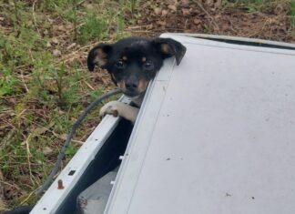 Malutki piesek porzucony w pralce w lesie. Odnalazła go spacerująca tamtędy kobieta. Nagroda za ujęcie sprawcy