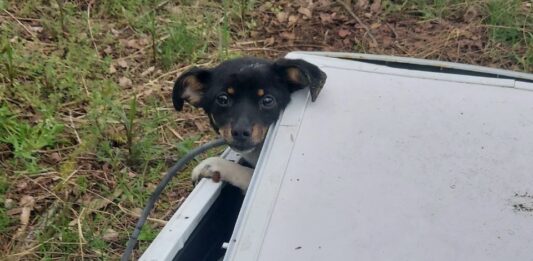 Malutki piesek porzucony w pralce w lesie. Odnalazła go spacerująca tamtędy kobieta. Nagroda za ujęcie sprawcy