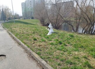 Ekostraż przypomina: Nie karm ptaków chlebem! Łabędzia z Parku Tołpy nie udało się uratować