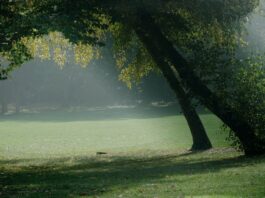 Park Kleciński – centrum dziecięcej zabawy we Wrocławiu