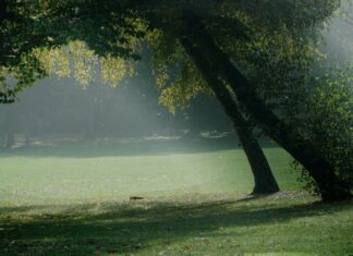 Park Kleciński – centrum dziecięcej zabawy we Wrocławiu