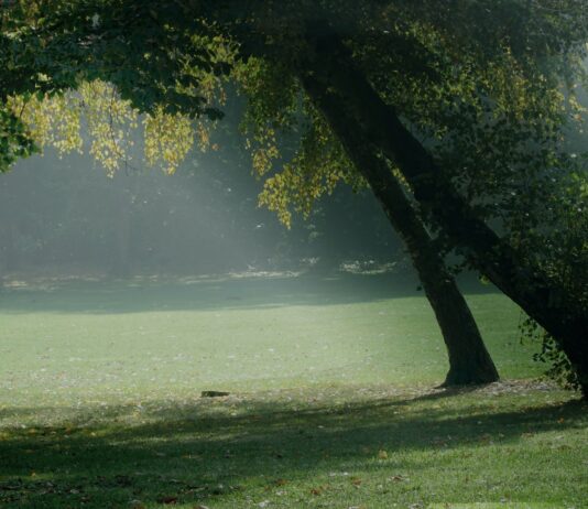 Park Kleciński – centrum dziecięcej zabawy we Wrocławiu