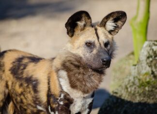 Mieszkańcy wrocławskiego zoo: Poznajcie likaony