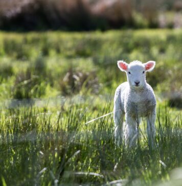 Wielkanoc: Baranek, zając, kurczak – co wiemy o symbolice świątecznej? Opowiada prof. Uniwersytetu Przyrodniczego we Wrocławiu