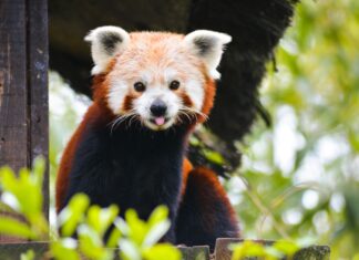 Mieszkańcy wrocławskiego zoo: Poznajcie pandę rudą – filmową gwiazdę