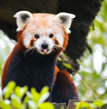 Mieszkańcy wrocławskiego zoo: Poznajcie pandę rudą – filmową gwiazdę