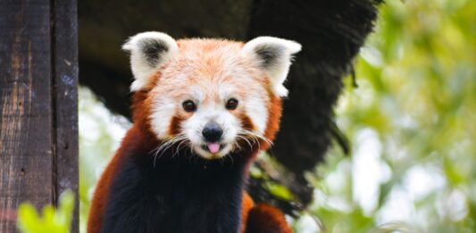 Mieszkańcy wrocławskiego zoo: Poznajcie pandę rudą – filmową gwiazdę