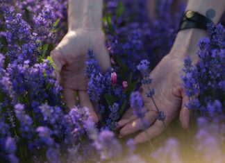 Oddaj krew przy Magnolia Park i otrzymaj sadzonkę lawendy