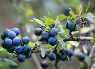 Sadzenie śliwy – kluczowa decyzja rozpoczynająca założenie własnego sadu