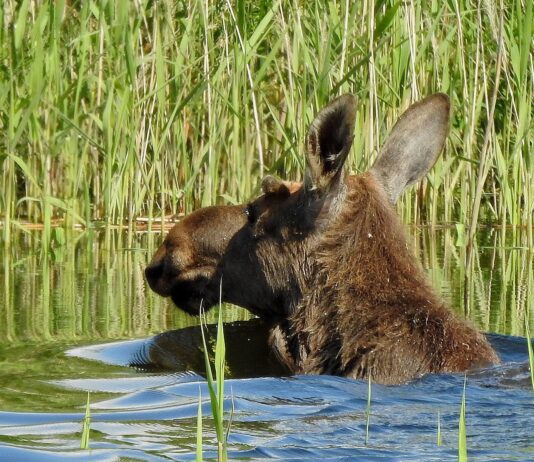 Majówka last-minute? Dolina Baryczy czeka!