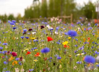 1000 m2 nowych terenów zielonych i łąk kwietnych we Wrocławiu. 12 lokalizacji!
