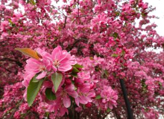 Otwarcie sezonu w Ogrodzie Botanicznym we Wrocławiu: Festiwal Magnolii i wiosenne spacery