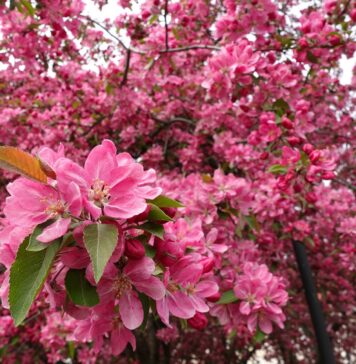 Otwarcie sezonu w Ogrodzie Botanicznym we Wrocławiu: Festiwal Magnolii i wiosenne spacery