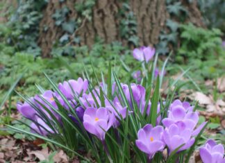 7 najlepszych miejsc we Wrocławiu do obserwacji pierwszych zwiastunów wiosny