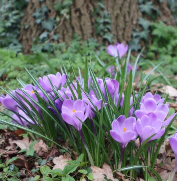 7 najlepszych miejsc we Wrocławiu do obserwacji pierwszych zwiastunów wiosny