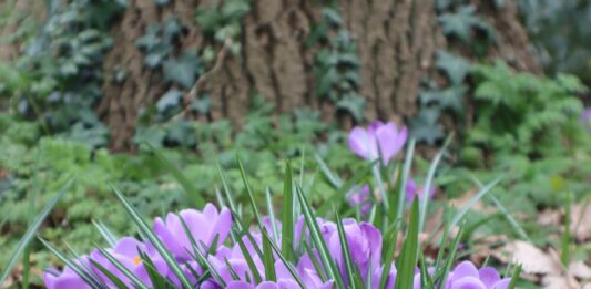 7 najlepszych miejsc we Wrocławiu do obserwacji pierwszych zwiastunów wiosny