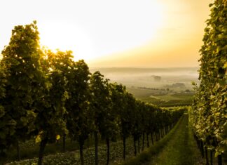 Dolnośląski Szlak Piwa i Wina — 4 lokalne browary rzemieślnicze i winnice, które warto odwiedzić jesienią