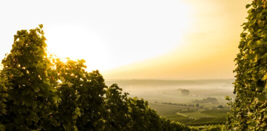 Dolnośląski Szlak Piwa i Wina — 4 lokalne browary rzemieślnicze i winnice, które warto odwiedzić jesienią