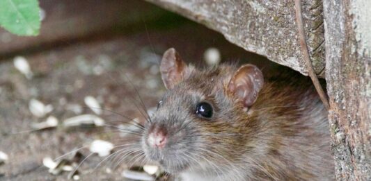 Wrocław: Od 1 marca rusza obowiązkowa deratyzacja