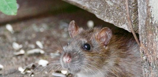 Rusza letnia deratyzacja miasta!