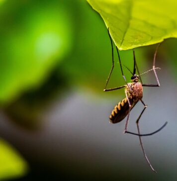 Wrocław walczy z komarami!