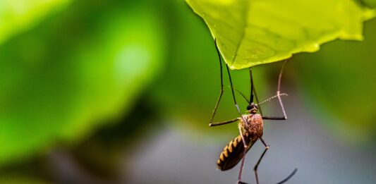 Wrocław walczy z komarami!