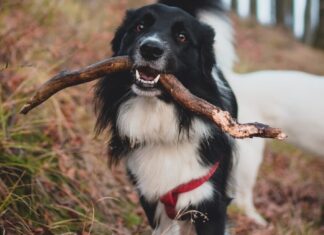 Urlop poza Wrocławiem bez psa? Poznaj oferty zaufanych opiekunów dla zwierzaków! Co zrobić z psem, jak wyjeżdżam z domu