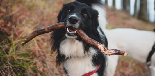 Urlop poza Wrocławiem bez psa? Poznaj oferty zaufanych opiekunów dla zwierzaków! Co zrobić z psem, jak wyjeżdżam z domu