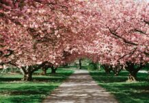 7 mniej znanych wrocławskich parków, które warto odwiedzić wiosną