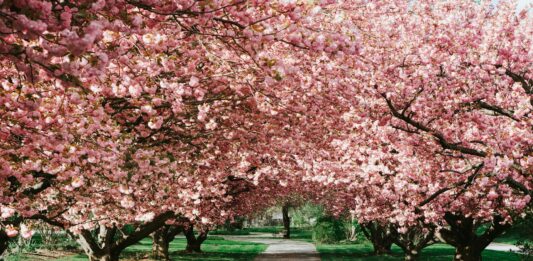 7 mniej znanych wrocławskich parków, które warto odwiedzić wiosną