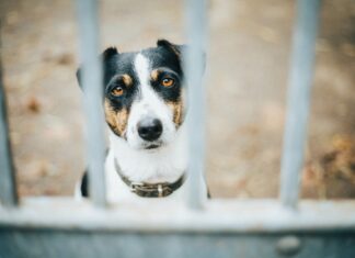 Polacy są mistrzami w… porzucaniu psów w trakcie wakacji. We Wrocławiu ruszyła kampania Petsy