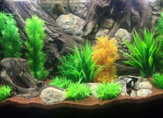 Jak pozbyć się glonów z akwarium?