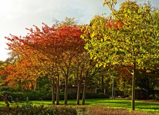 WROśnij we Wrocław – powstaje Park Młodego Wrocławianina.